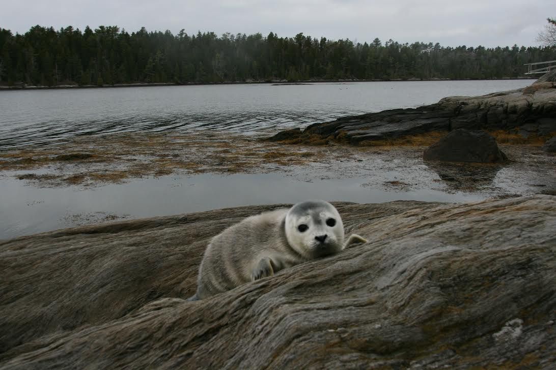 Study looks at humanseal interactions on Maine beaches